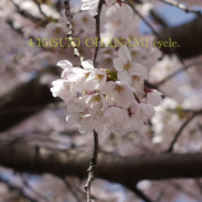 4/16(日)お花見cycle.